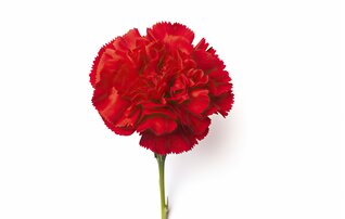 red_carnation_isolated_white_background