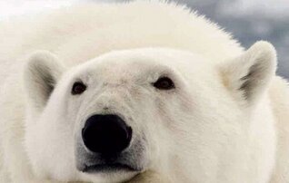 ursos_polar
