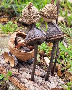 casal beb&eacute; 550